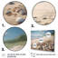 Seaside Seashell Treasures II - impression-88548619-88548615