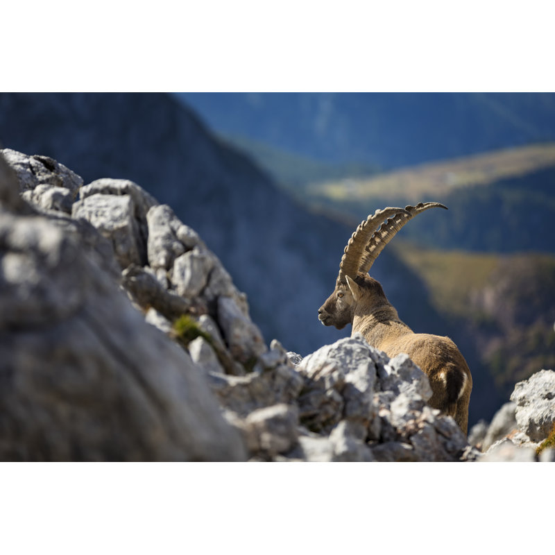 Capricorn - Alpine Ibex In Berchtesgaden National Park by DieterMeyrl - No Frame Print on Canvas, 81cm H x 122cm W