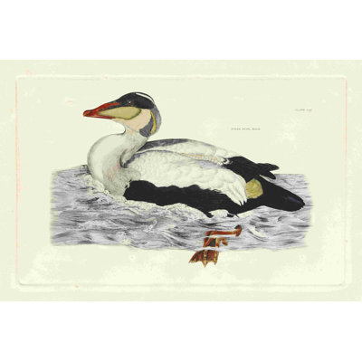 Selby Duck III 2855418