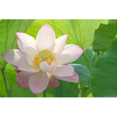Fleur de lotus - Photographie sur toile tendue