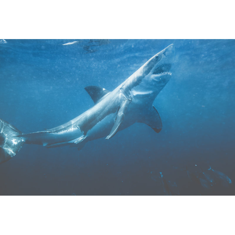 Great white shark, 61cm H x 91cm W