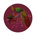 Pinot