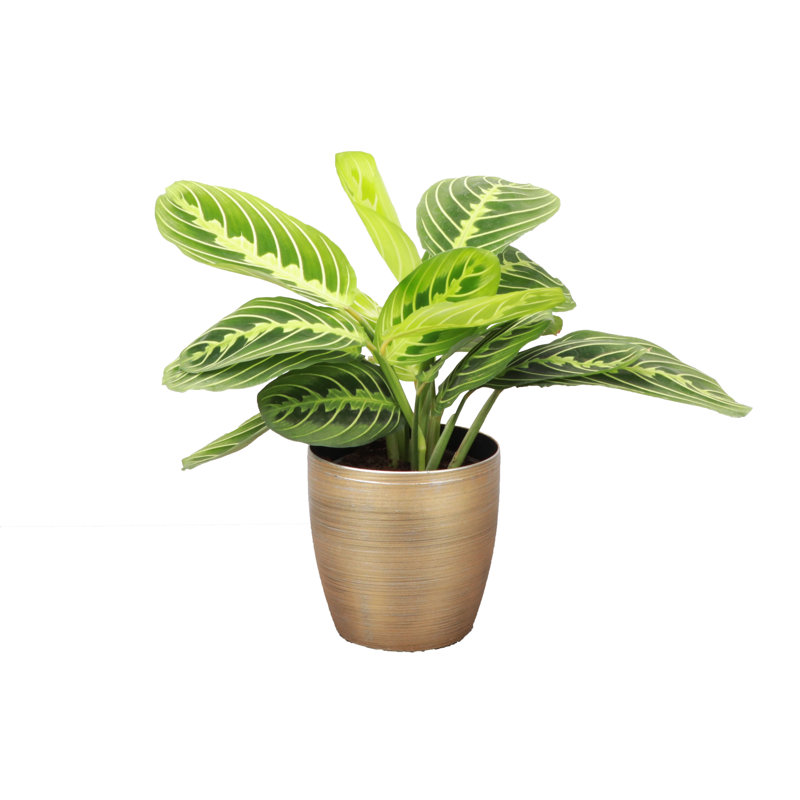 Thorsen's Greenhouse Prayer Plant - Thumbnail 4