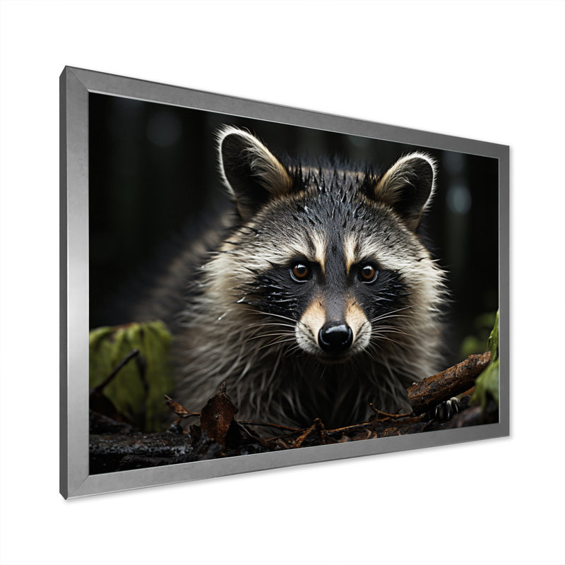 Curious Raccoon II sur impression sur toile, H 24 po x l 32 po x P 1 po, Cadre photo argenté