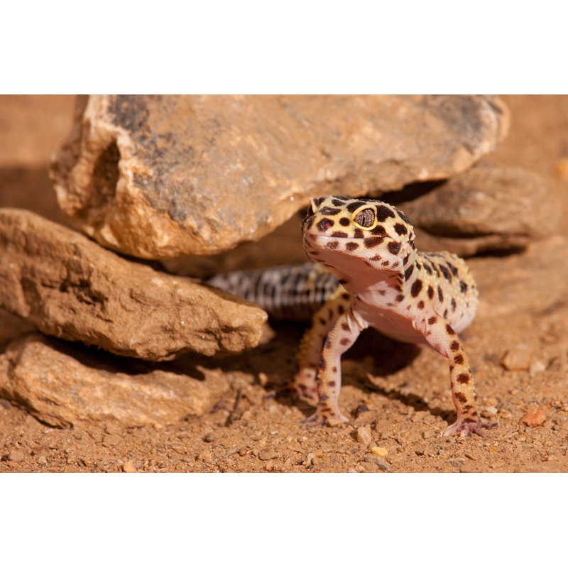 Leopard Gecko par Daniel Castillo - Photographie sur toile tendue, L 48 po x H 32 po
