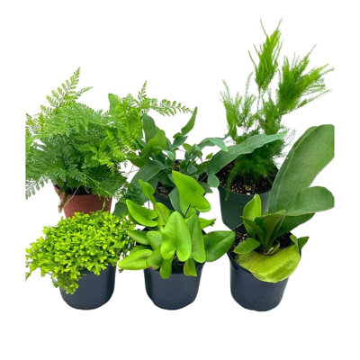 Fern Assortment Set 4 Inch Pots Staghorn Asparagus Club Moss Staghorn Hear