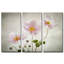 « anemones », impression à multiples images sur toile-30660239