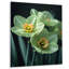 Monochromes jardin glamour jonquilles I - jonquilles murales salon-1058432566-1058432565