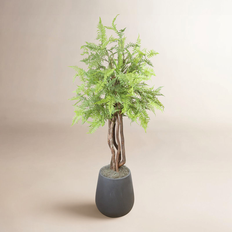 Manila Mountain Fern Tree in Fiberstone Pot