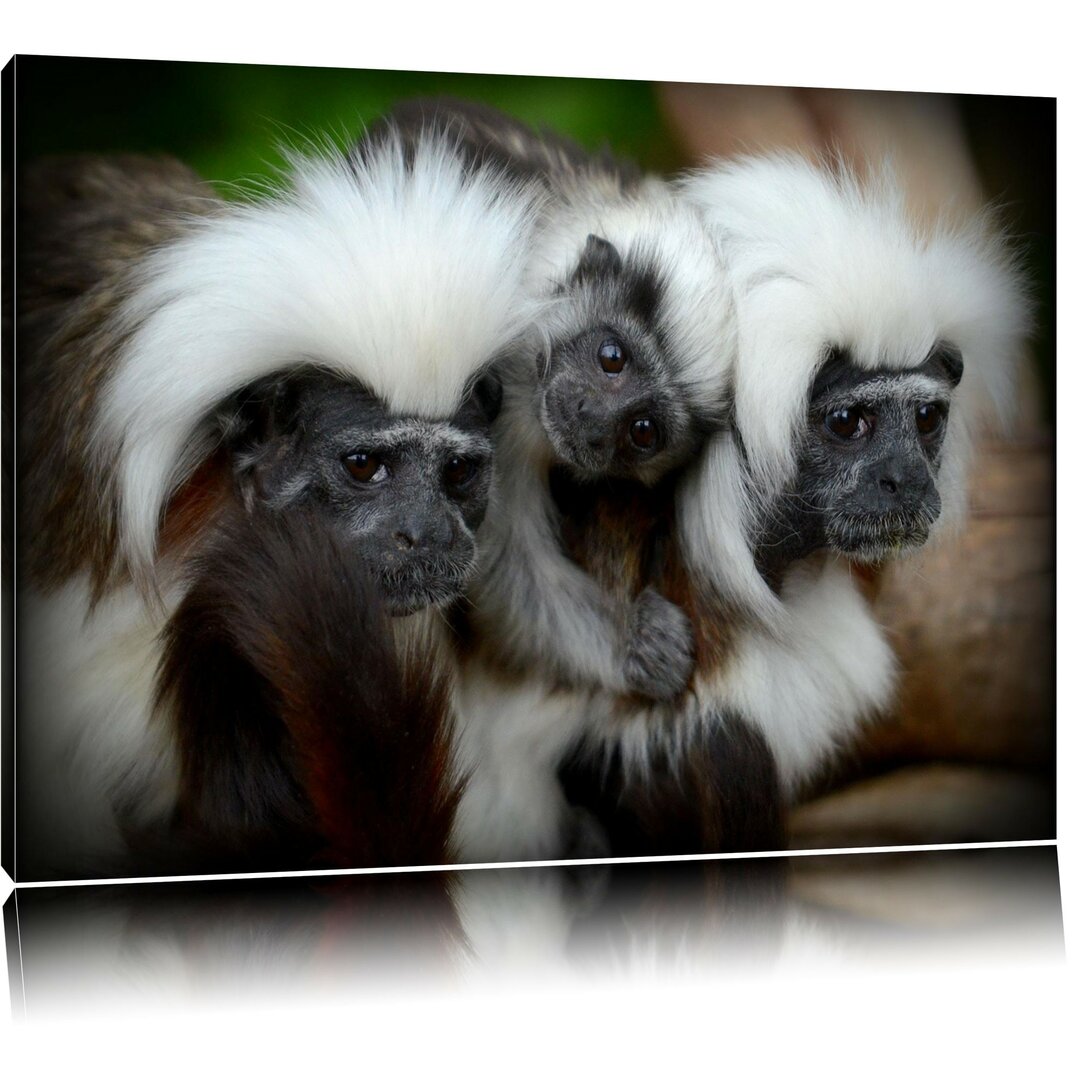 Leinwandbild Kleine Lisztäffchen-Familie