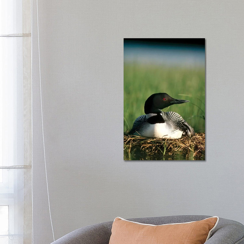 Common Loon Parent On Nest With One Day Old Chick In The Summer, Wyoming by Michael Quinton - Wrapped Canvas Print