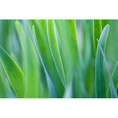 Allesandra Abstract Natural Backgrounds With Beauty Bokeh - Wrapped Canvas Print
