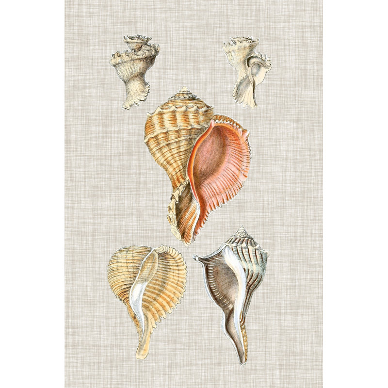 Antique Shells On Linen VI by Vision Studio - Painting on Canvas, 76 cm H x 51 cm W, Black Floater Framed