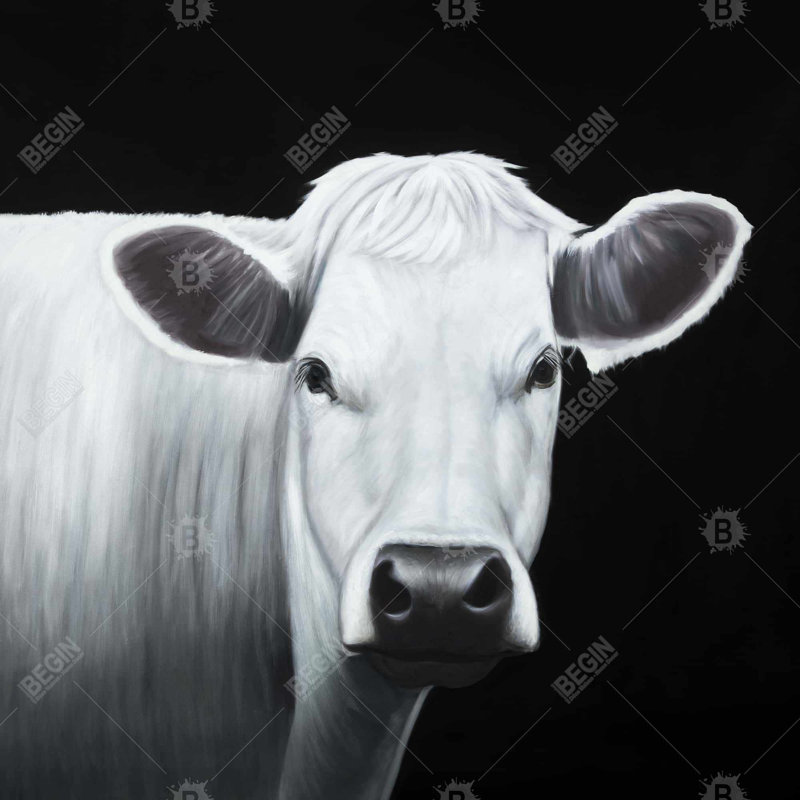 " White Cow "
