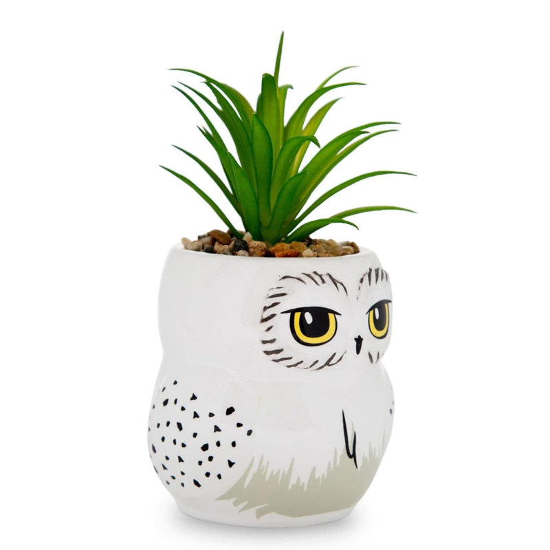 12.7cm Plant