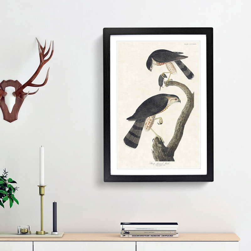 Sharp-Shinned Hawks by John Audubon - Picture Frame Painting Print, 48cm H x 36cm W x 2cm D, Black Framed