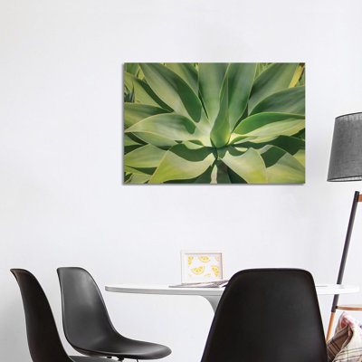 Agave Attenuata, Native to Mexico, Is Often Known As the Lions Tail, Swans Neck or Foxtail 1 Piece Wrapped Canvas Wall Art
