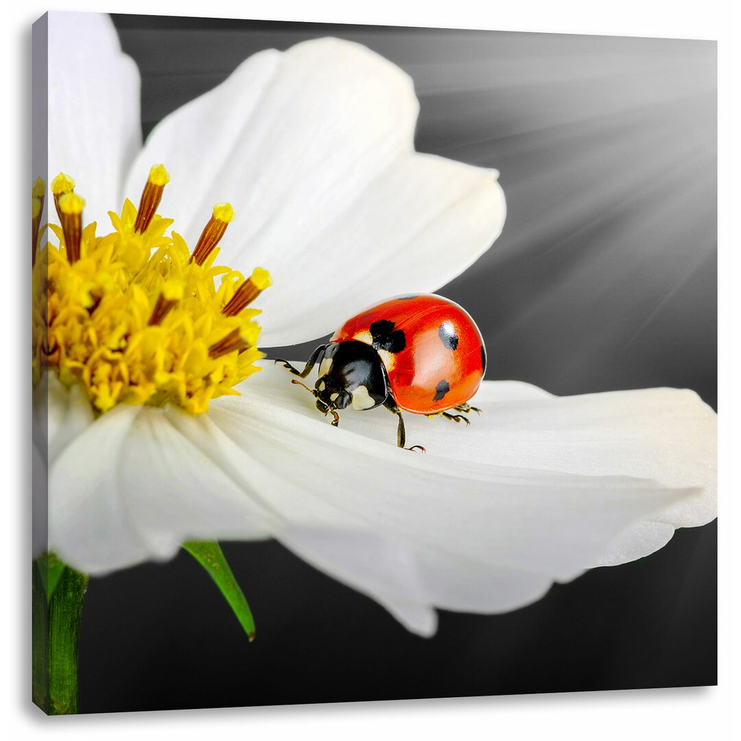 Leinwandbild Marienkäfer auf einer weißen Blume