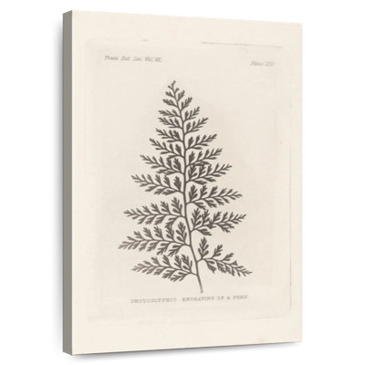 Fern Engraving