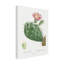 «Redoute Cactus III» sur-98232919