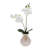 Orchid Arrangement in Vase