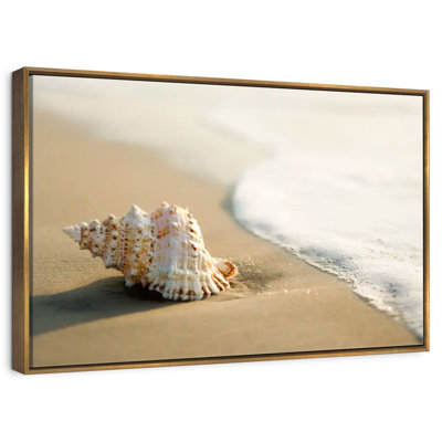 Coquillage sur la plage