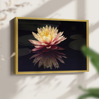 Photographie, étude, nénuphar, reproduction encadrée
