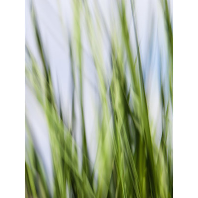 " Grasses_1326 " by Rica Belna
