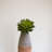 Sharpe 8" Tall Artificial Succulent