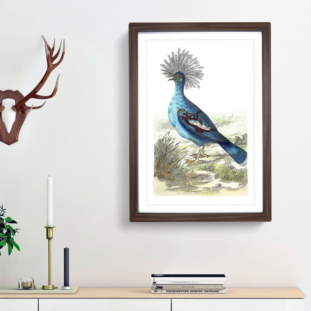 Crowned Pigeon by George Shaw - Framed Print