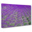 Field Of Lavender - Wrapped Canvas Print-55311656