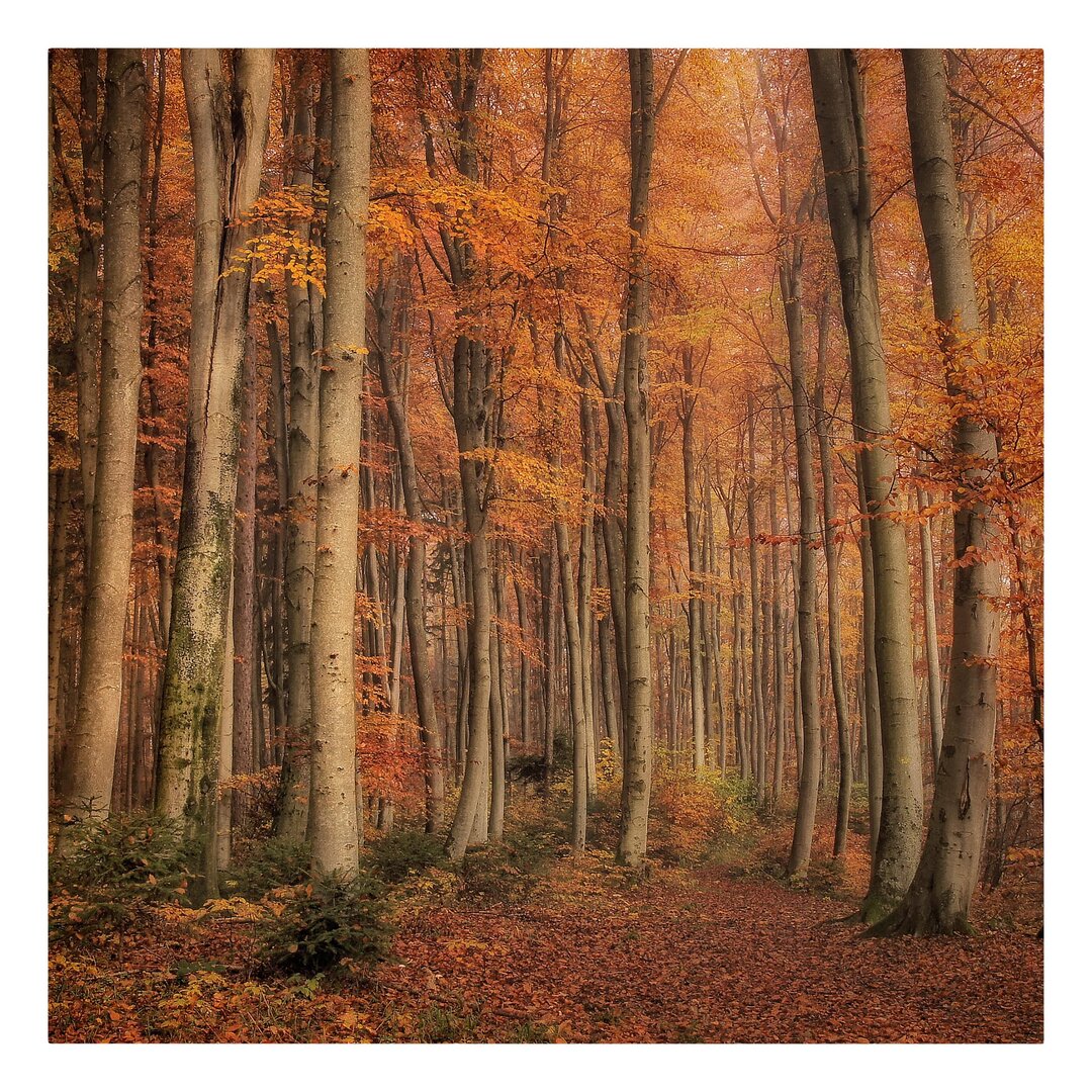 Leinwandbild Herbstspaziergang