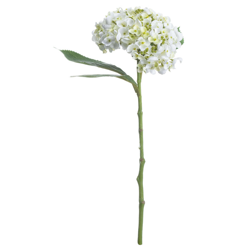 Anastasija Arrangement