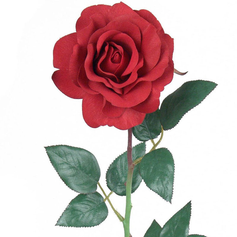 Tige de rose