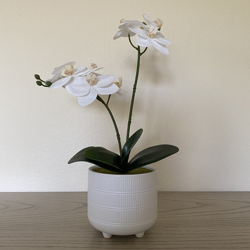 Orchid Arrangement in Planter