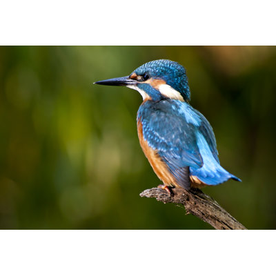 Martin-pêcheur - photographie sur toile tendue