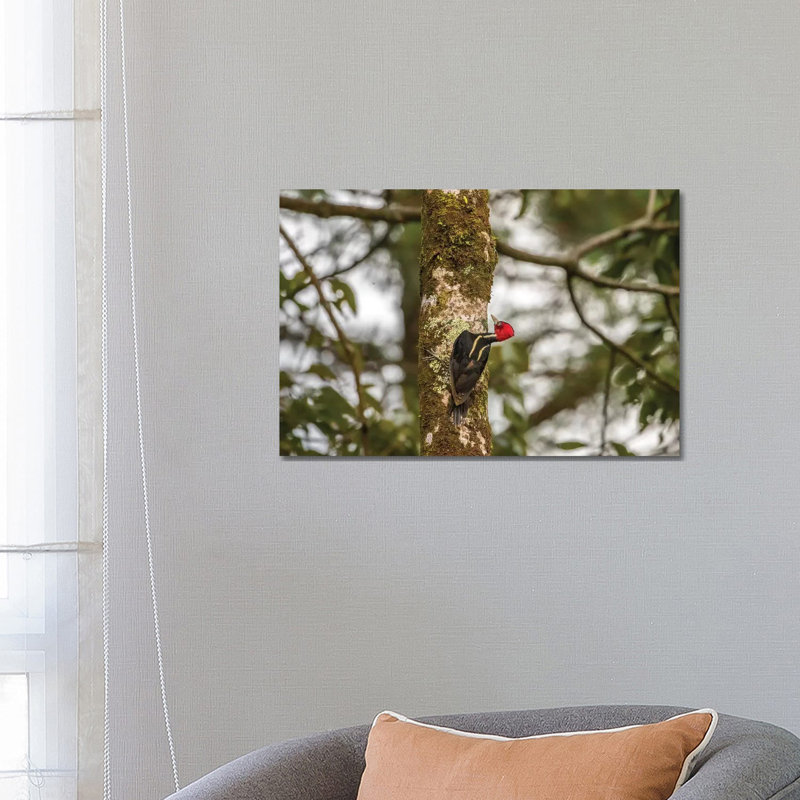Costa Rica, Arenal. Pale-Billed Woodpecker On Tree. by Jaynes Gallery - Wrapped Canvas Print