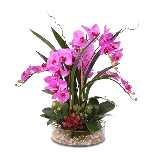 Primrue Orchid Arrangement in Pot | Wayfair