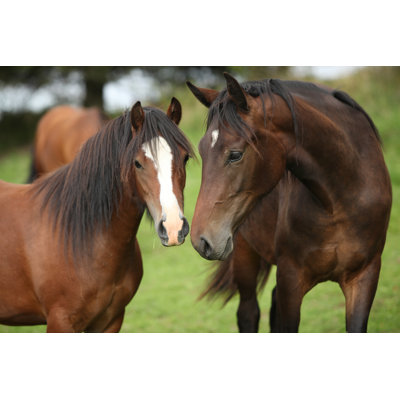 «Beautiful Brown Horses» par Zuzule - Photographie sur toile tendue
