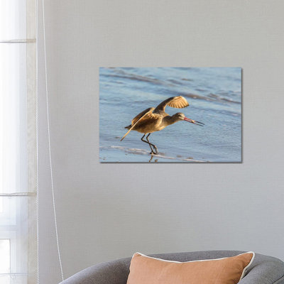 Usa, California, San Luis Obispo County. Marbled Godwit Taking Flight With Food. by Jaynes Gallery - Wrapped Canvas Print