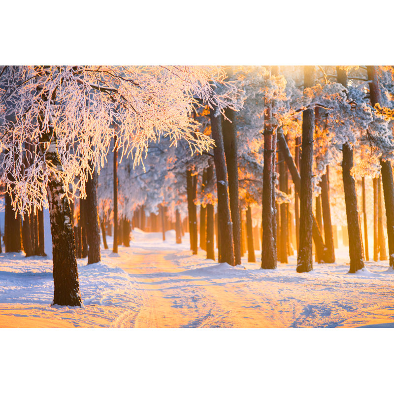 Winter Forest - Photographie sur toile tendue, H 24 po x l 36 po
