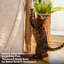 Structure d'escalade simple pour chat