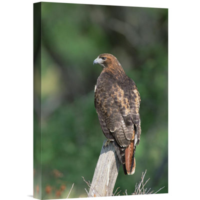 " North America 'Red-Tailed Hawk Perching On Branch' "