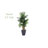 Triple Areca Palm Tree in Planter
