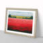 XH1022-607X An Enigmatic Poppy Field Flowers - Single Picture Frame Print-961896668-961896671