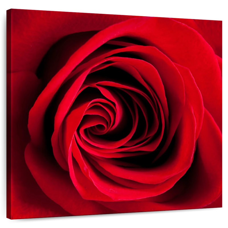 Harnek Red Rose In Bloom
