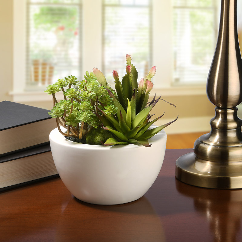 Les plantes grasses de 7,5 po The Holiday Aisle®