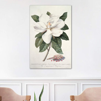 Magnolia by Georg Dionysius Ehret - Wrapped Canvas Print