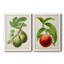 Antique Fruit IV - ensemble de 2 reproductions d'art sur toile-1170446889-1170446884