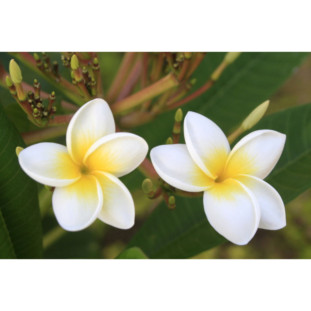 Plumeria von Zelg - Leinwandbild